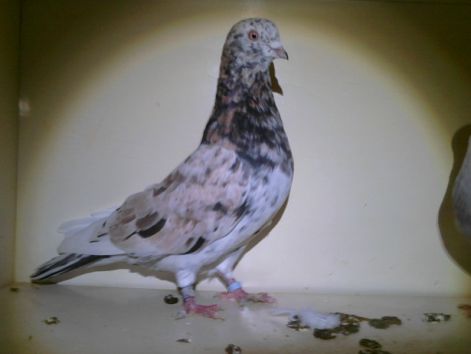 2010almond.jpg