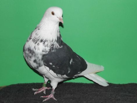 32914.jpg