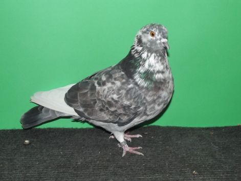 32937.jpg