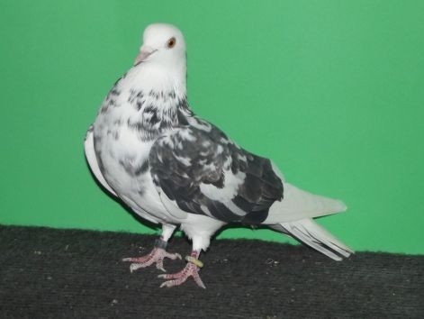 43779.jpg