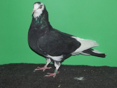 50980.jpg