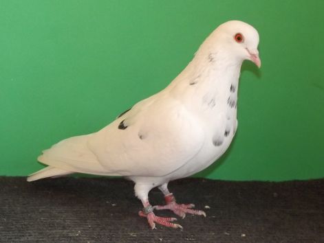 dscf5717.jpg