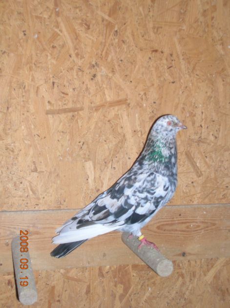 dscn9278.jpg