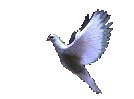 galamb2.gif