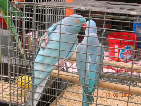 monor_20050911_024.jpg