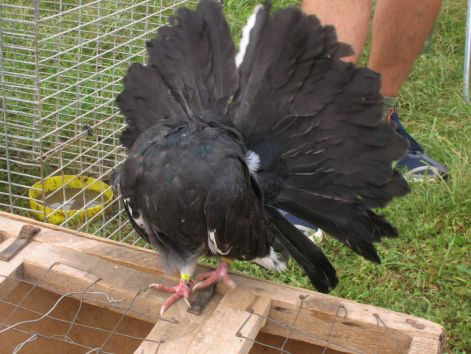 monor_20050911_049.jpg