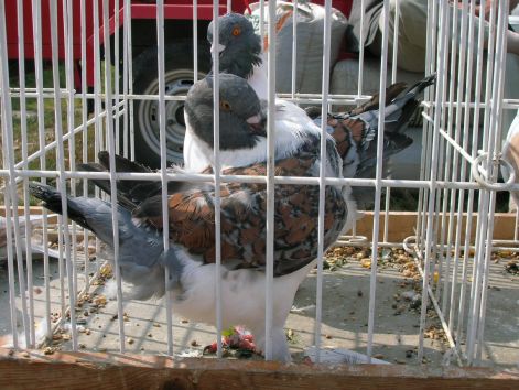 monor_20050911_088.jpg