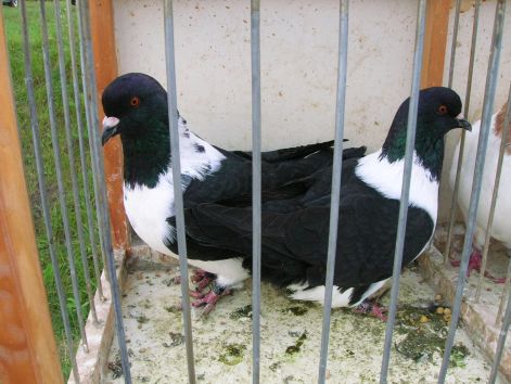 monor_20050911_098.jpg